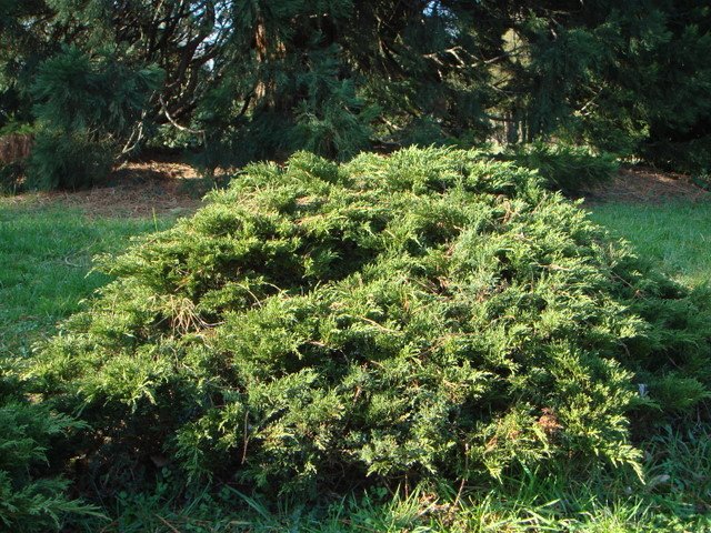 Juniperus sabina 'Tamariscifolia'